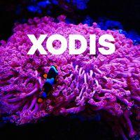 Xodis Logo